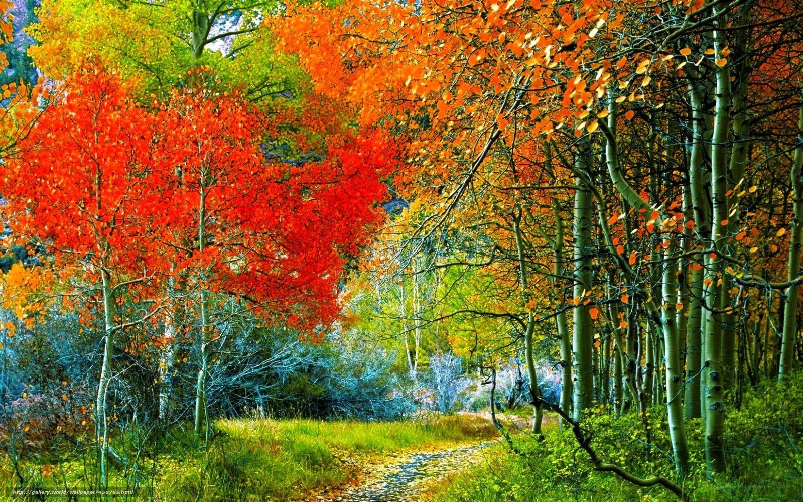 Autumn forest path