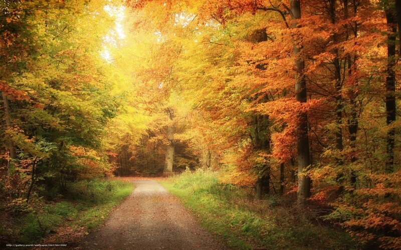 Autumn forest path