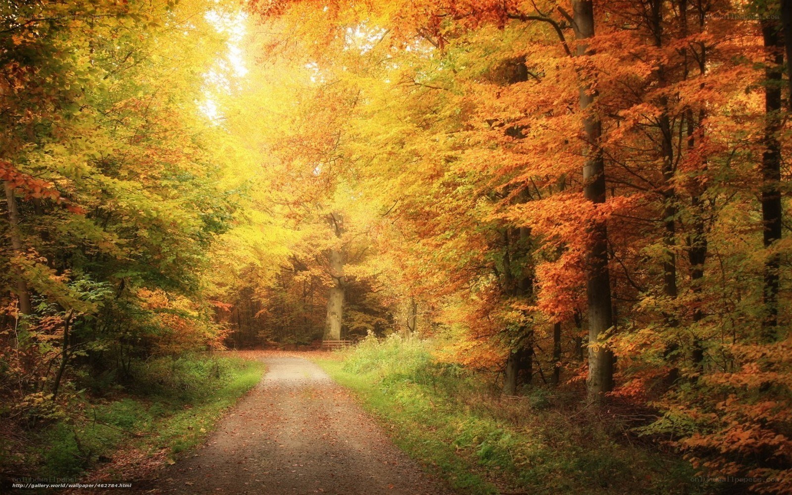 Autumn forest path