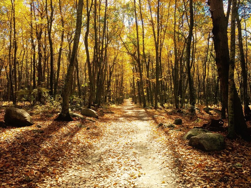 Autumn forest path
