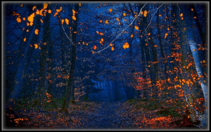 Autumn forest path at dusk