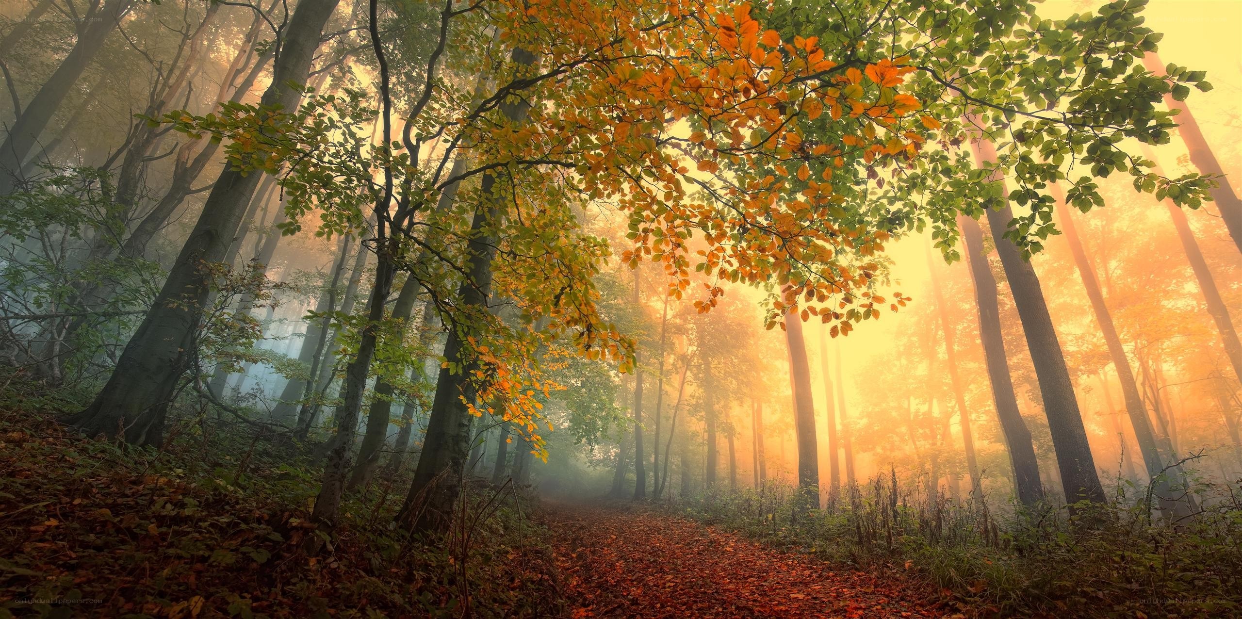 Autumn forest path at sunrise