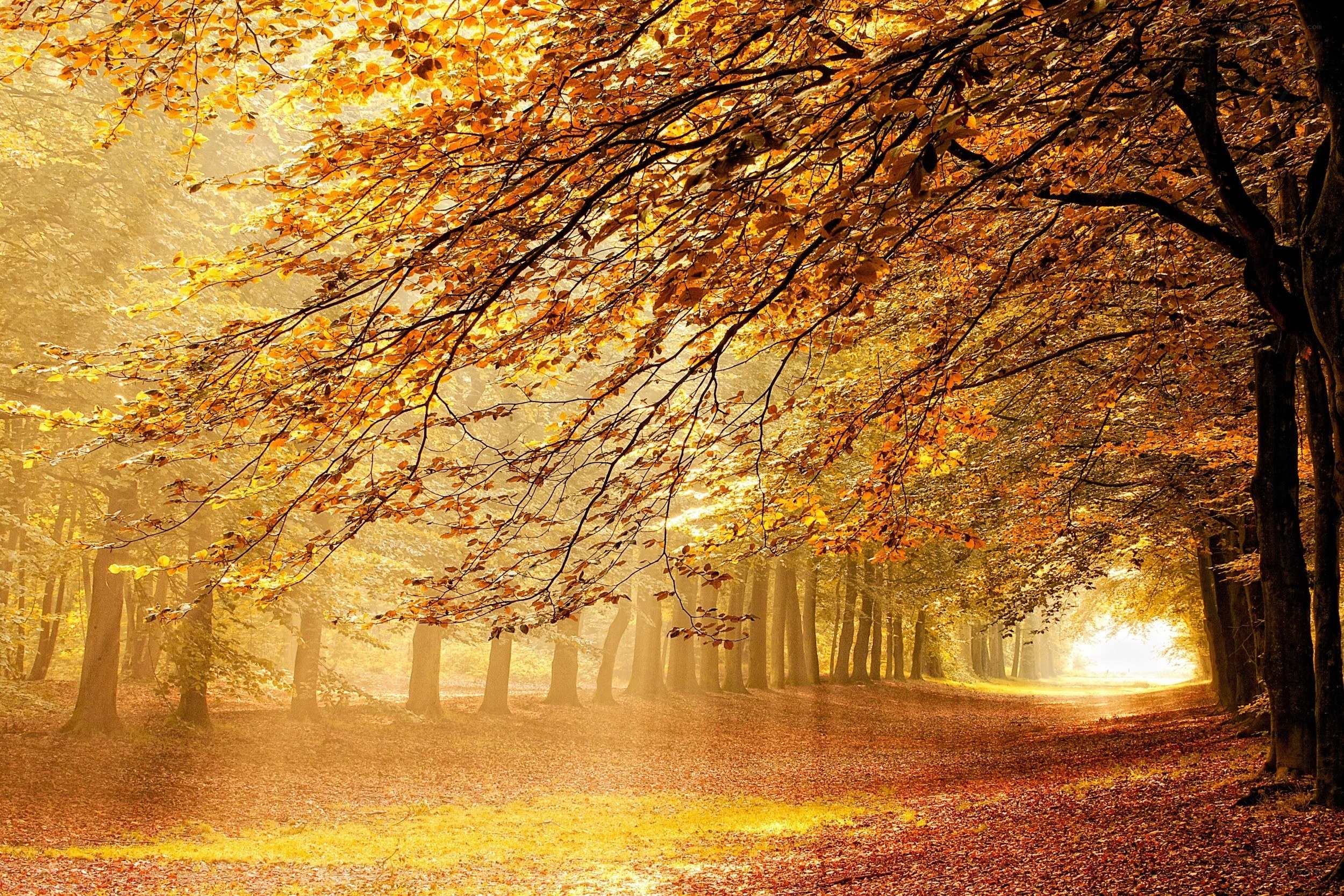 Autumn forest path at sunrise
