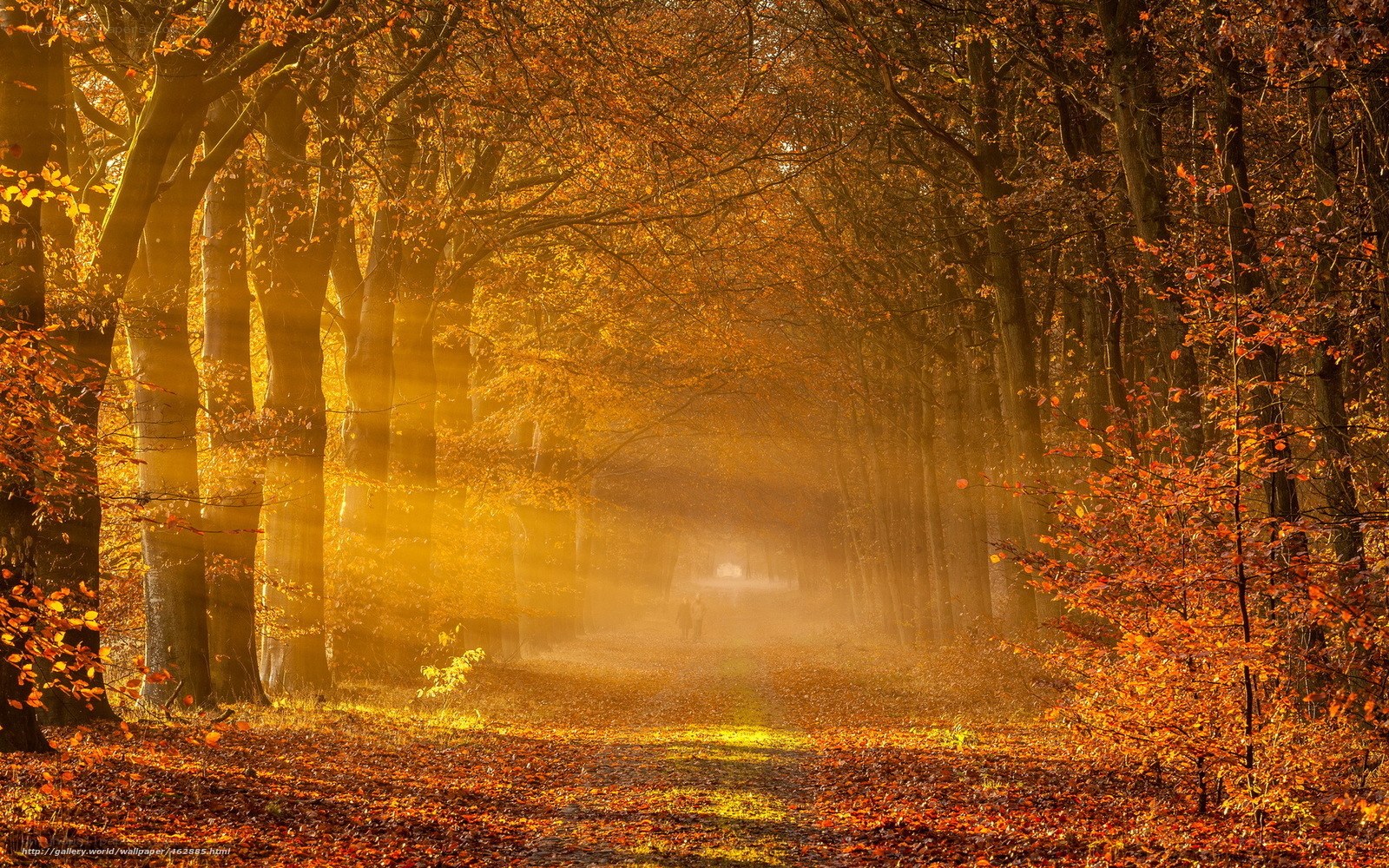 Autumn forest path at sunrise