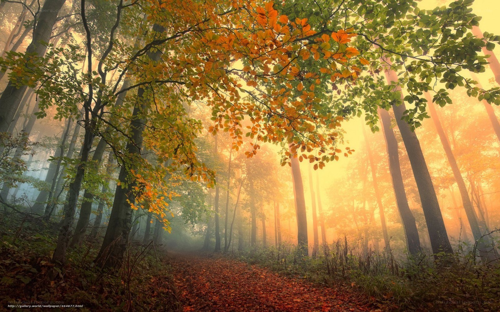 Autumn forest path at sunrise