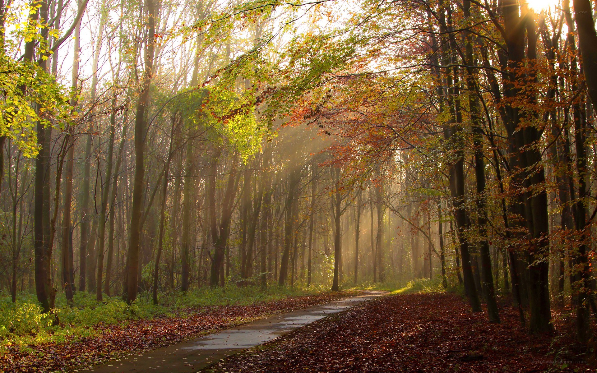 Autumn forest path at sunrise