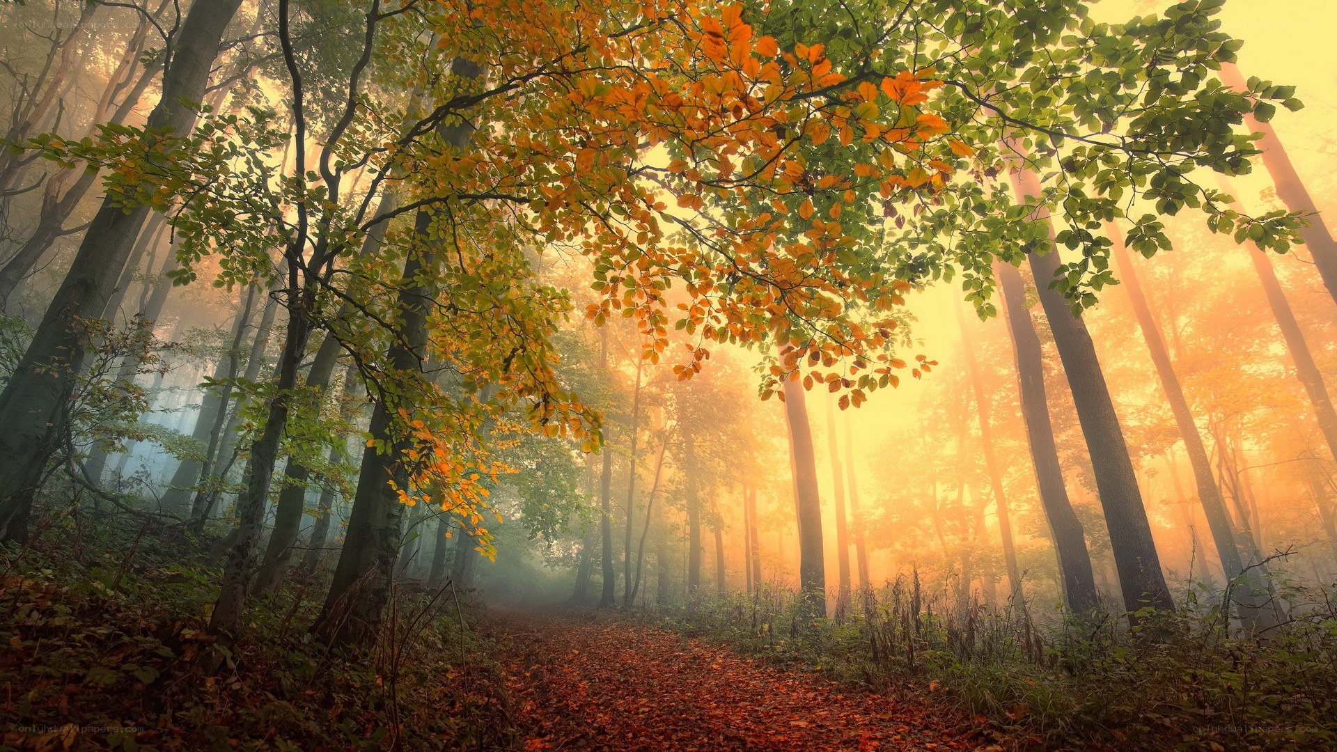 Autumn forest path at sunrise