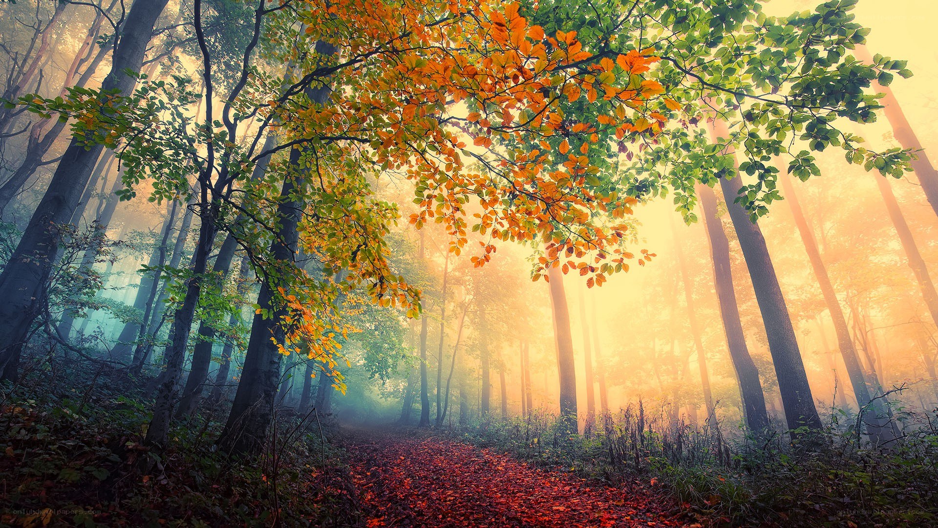 Autumn forest path at sunrise