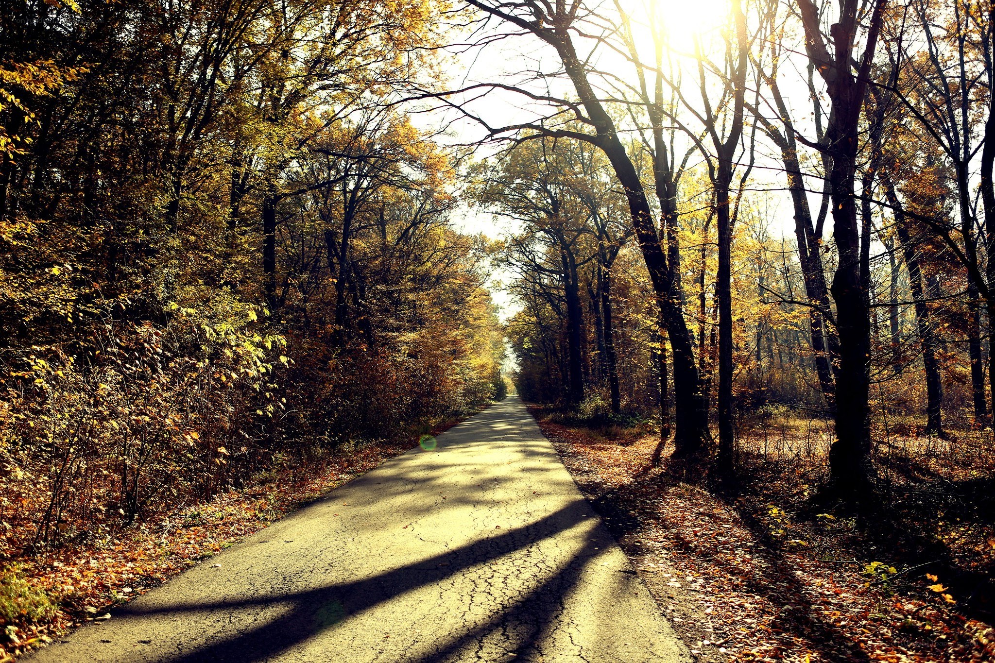 Autumn forest path at sunrise