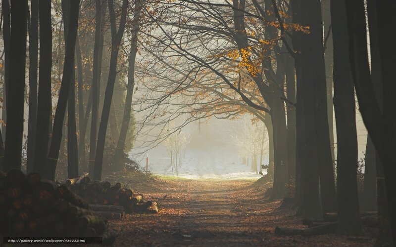 Autumn forest path at sunrise
