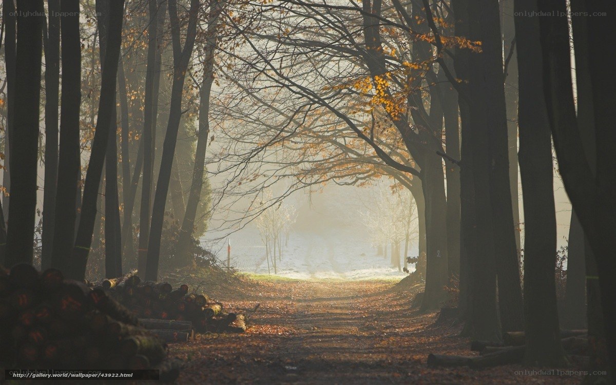 Autumn forest path at sunrise