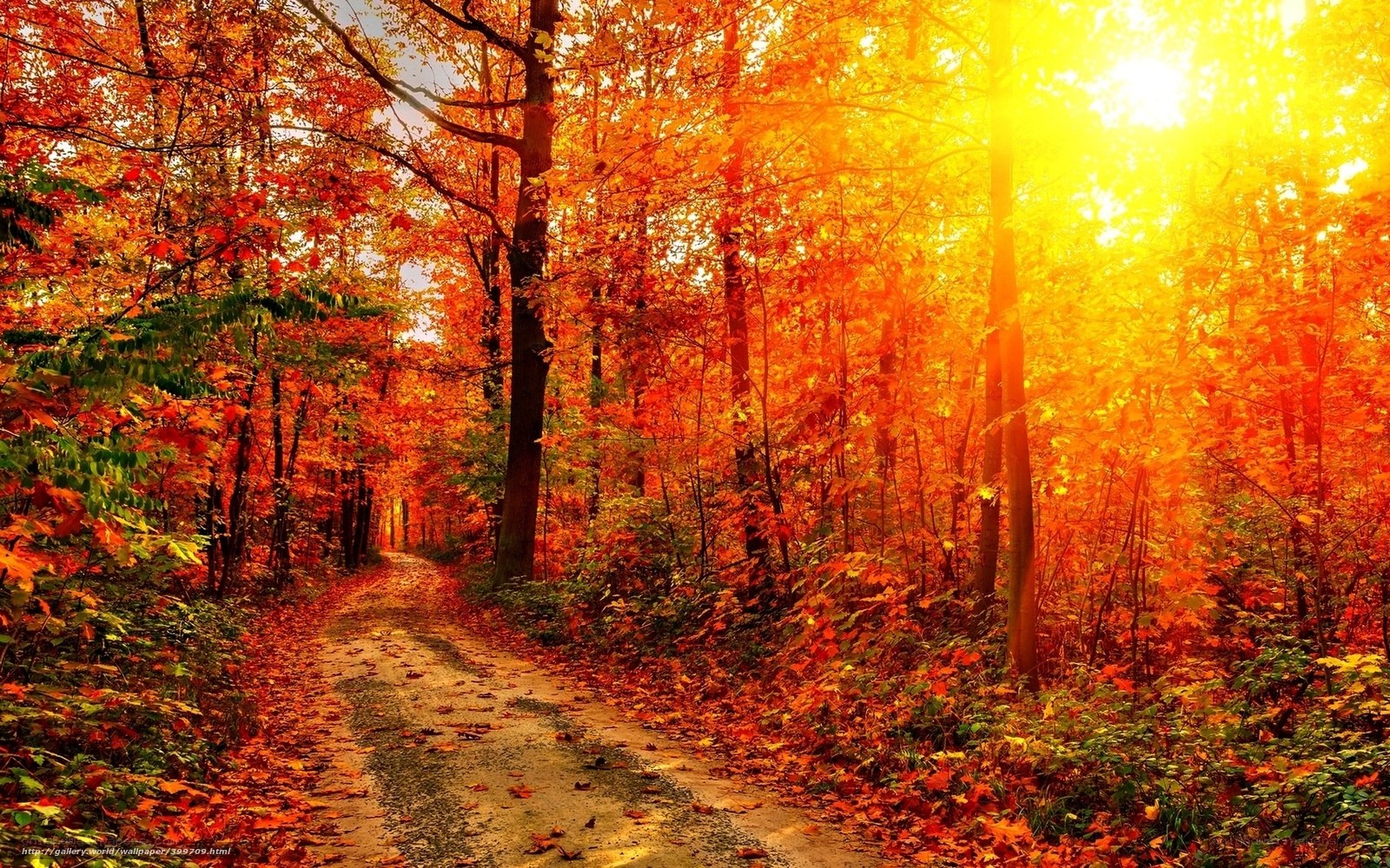 Autumn forest path at sunset