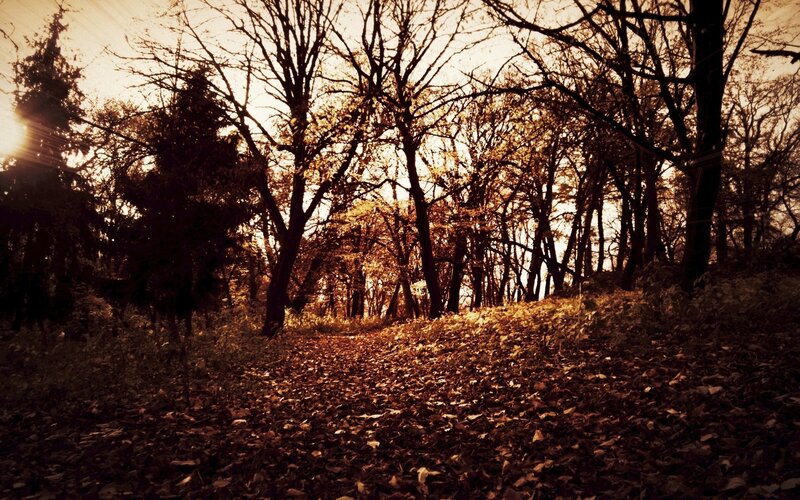 Autumn forest path at sunset