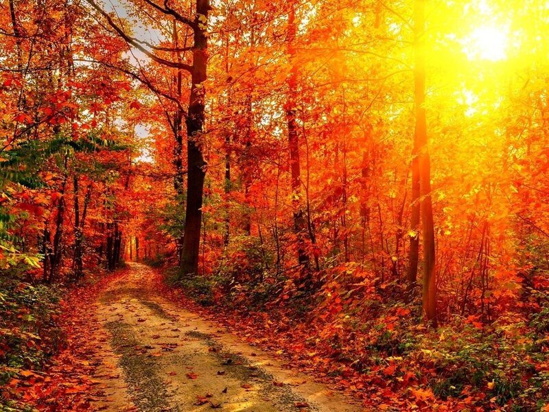 Autumn forest path at sunset