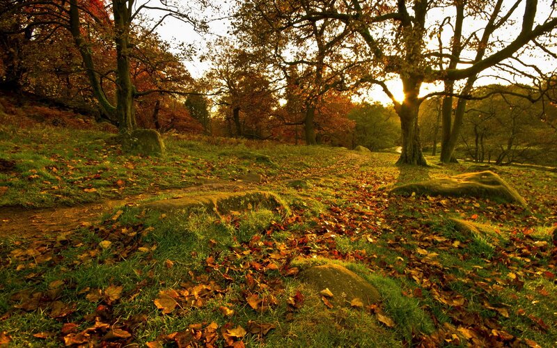 Autumn forest path at sunset