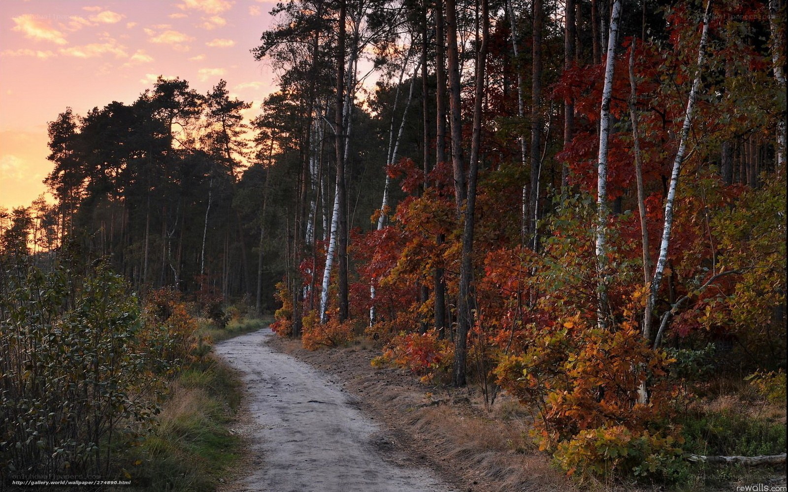 Autumn forest path at sunset
