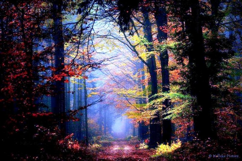 Autumn Forest Path — Blue, Serene, Photograph
