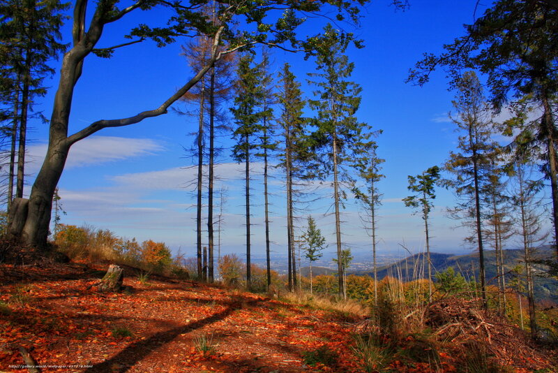 Autumn Forest Path — Blue, Serene, Photograph, Trees