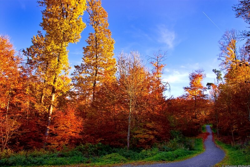 Autumn Forest Path — Blue, Serene