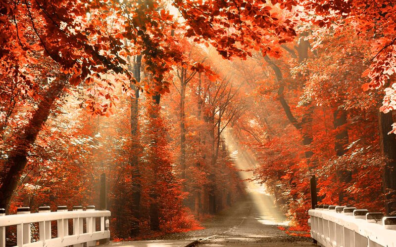 Autumn Forest Path — Bridge