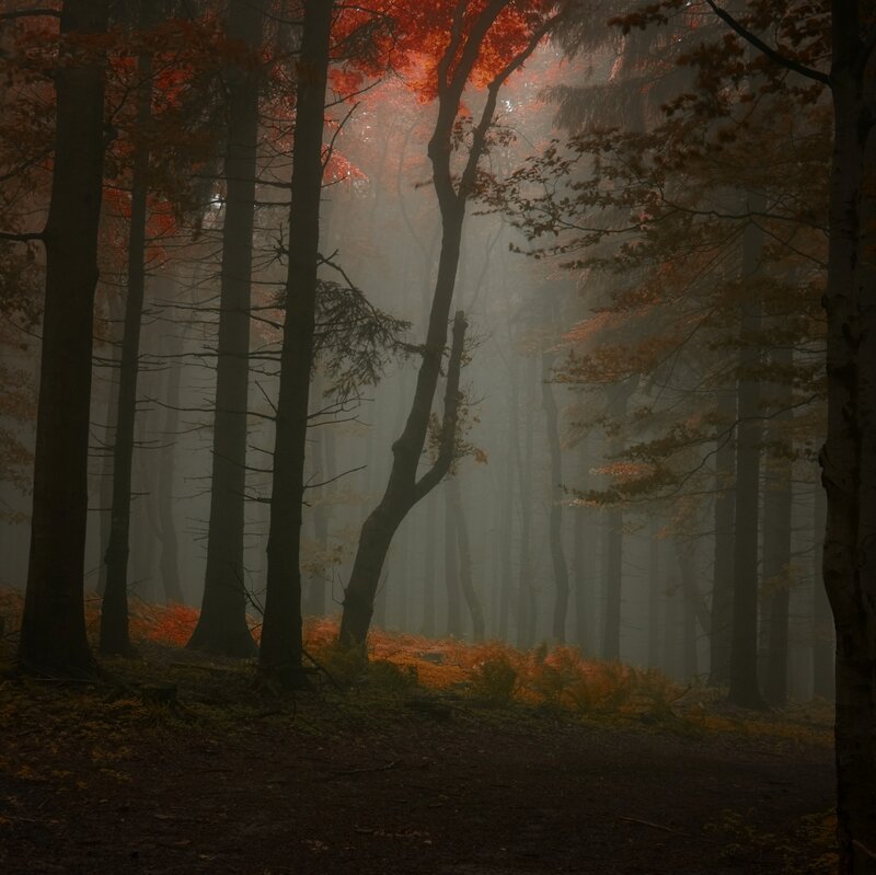 Autumn Forest Path — Brown, Misty, Photograph