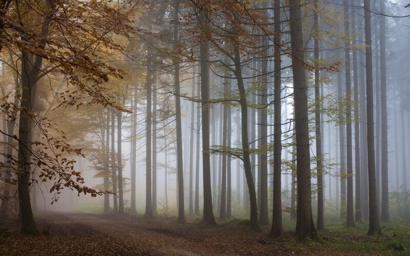 Autumn Forest Path — Brown, Misty, Photograph, Trees, Fog, Leaves, Gray