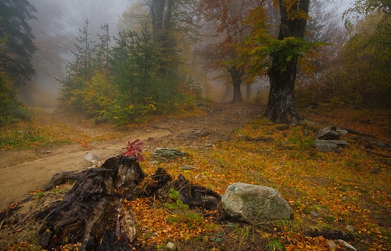Autumn Forest Path — Brown, Misty, Photograph, Trees, Leaves