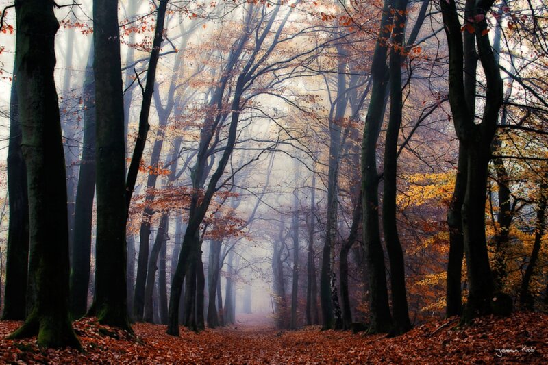 Autumn Forest Path — Brown, Misty, Photograph, Trees