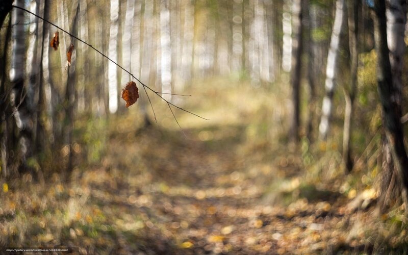 Autumn Forest Path — Brown, Serene, Photograph, Leaf