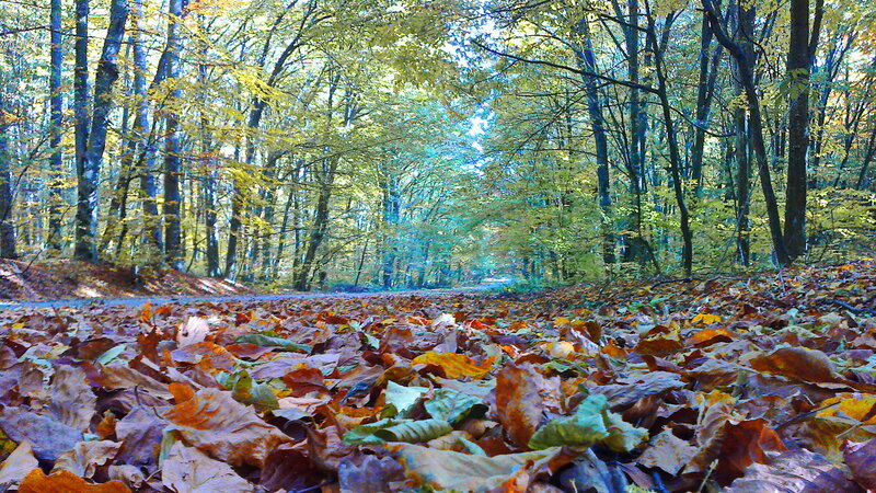 Autumn Forest Path — Brown, Serene, Photograph, Leaves
