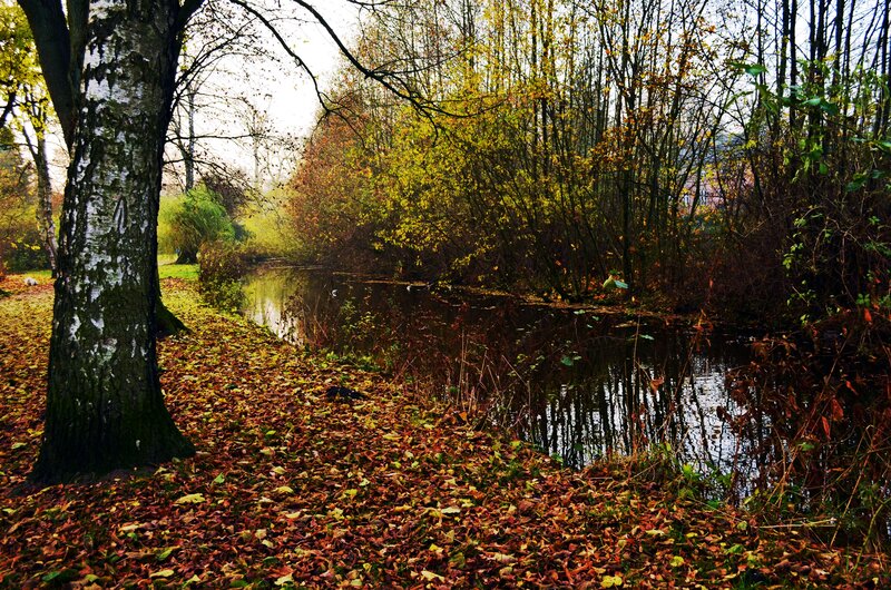 Autumn Forest Path — Brown, Serene, Photograph, River