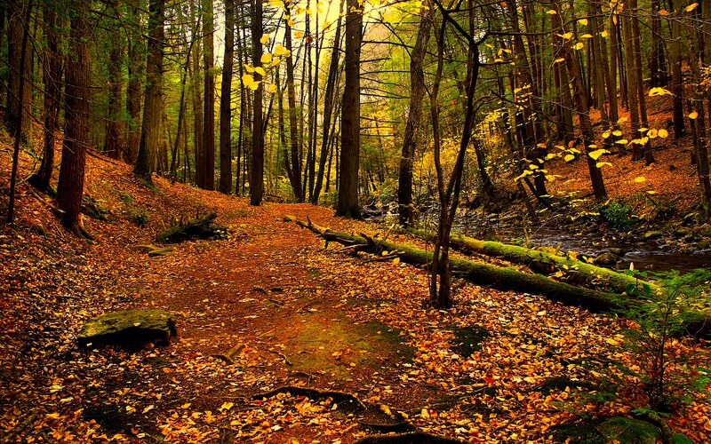 Autumn Forest Path — Brown, Serene, Photograph