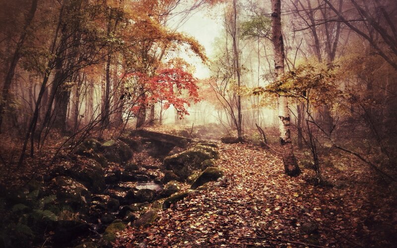 Autumn Forest Path — Brown, Serene, Photograph, Trees, Fallen Leaves, Stream