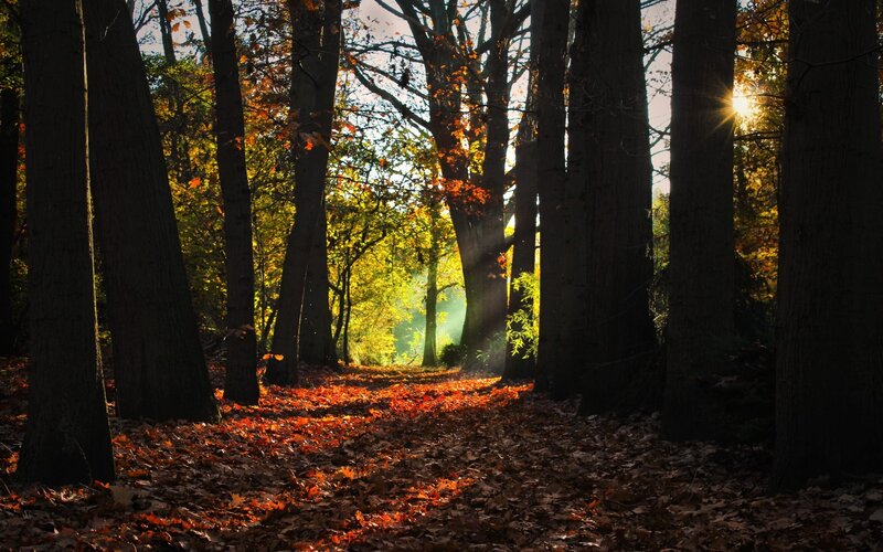 Autumn Forest Path — Brown, Serene, Photograph, Trees, Fallen Leaves