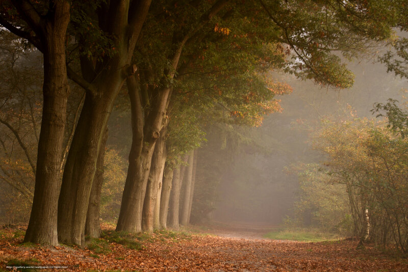 Autumn Forest Path — Brown, Serene, Photograph, Trees, Fog