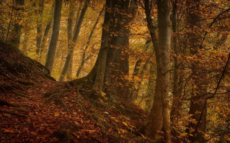 Autumn Forest Path — Brown, Serene, Photograph, Trees, Leaves, Roots