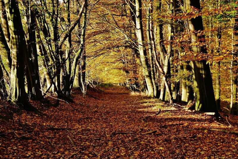 Autumn Forest Path — Brown, Serene, Photograph, Trees, Leaves, Sunlight