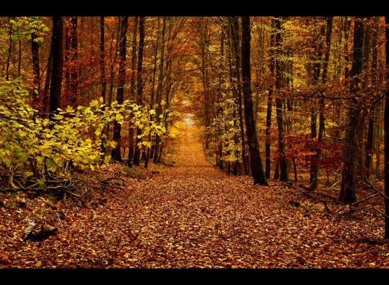 Autumn Forest Path — Brown, Serene, Photograph, Trees, Leaves