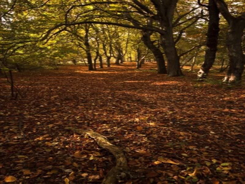 Autumn Forest Path — Brown, Serene, Photograph, Trees