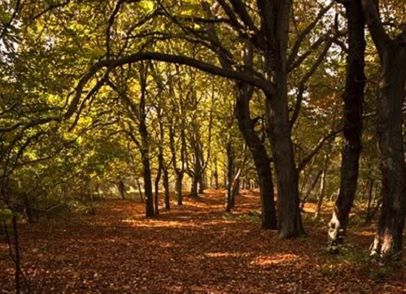 Autumn Forest Path — Brown