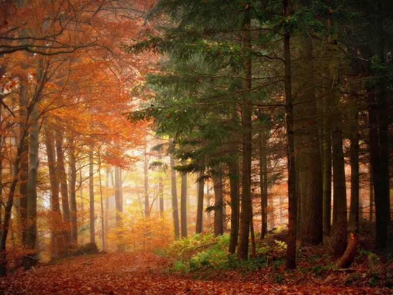 Autumn Forest Path — Fallen Leaves