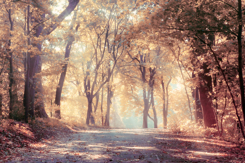 Autumn Forest Path — Gold, Serene, Afternoon
