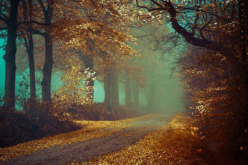Autumn Forest Path — Gold, Serene, Photograph, Trees, Fog