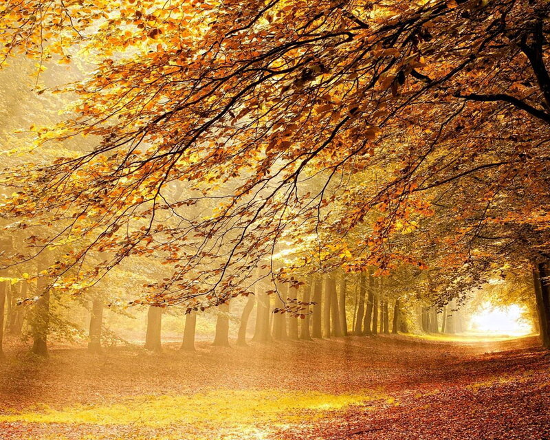 Autumn Forest Path — Gold, Serene, Photograph, Trees, Leaves, Sunlight
