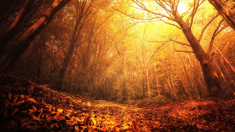 Autumn Forest Path — Gold, Serene, Photograph, Trees, Leaves