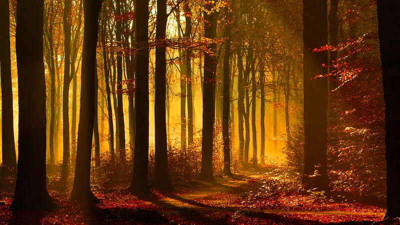 Autumn Forest Path — Gold, Serene, Photograph, Trees, Sunlight
