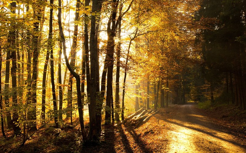 Autumn Forest Path — Gold, Serene