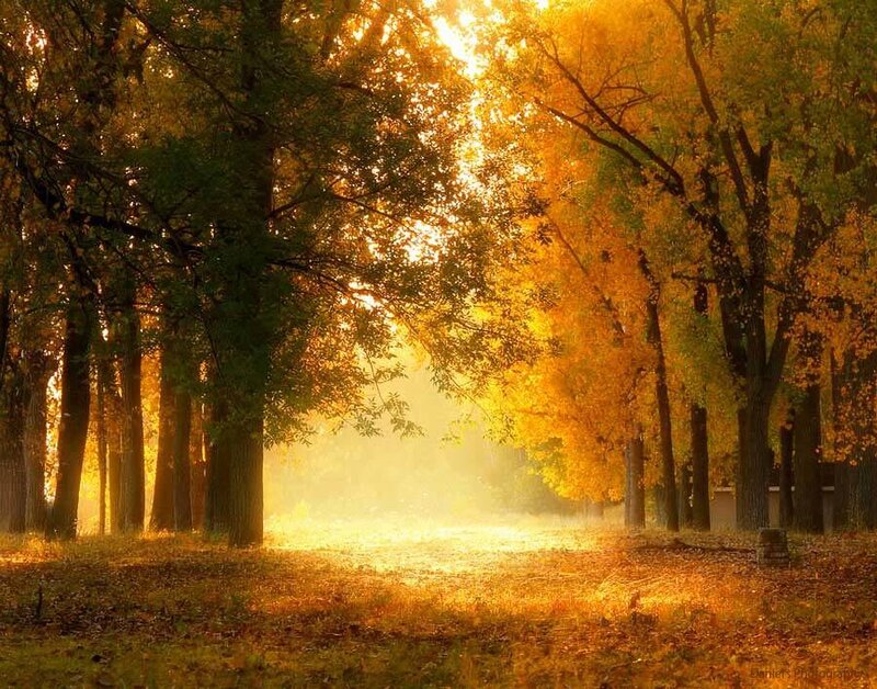 Autumn Forest Path — Gold