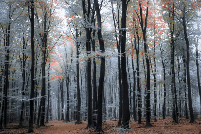 Autumn Forest Path — Gray