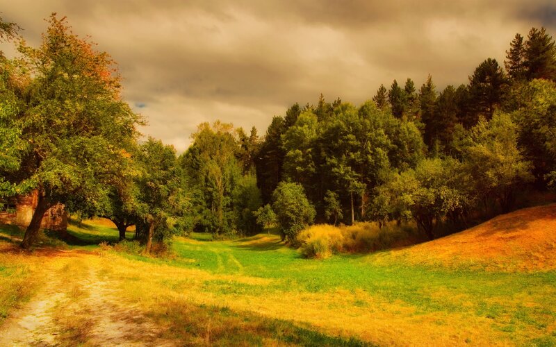 Autumn Forest Path — Green, Dramatic, Photograph